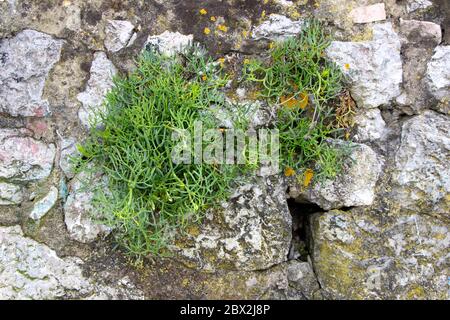 Old stone wall with green vegetation growing from the cracks Santander Cantabria Spain Stock Photo