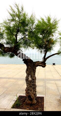 Boat in the bay in Santander bay seen through a Tamarisk tree Tamarix  Chinensis Cantabria Spain Stock Photo - Alamy