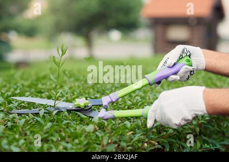 Selective focus of gardener using big scissors to cut top of bushes in summer. Close up of person wearing white gloves using special tool for taking care of backyard plants. Concept of gardening. Stock Photo