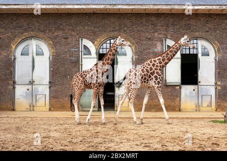 【レア】　 London giraffe 6a15629b51a844bbbda16a1043bc2f