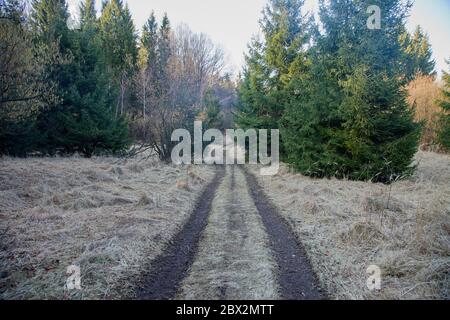 Forest road on the mountain meadow during early spring, Slovakia Stock Photo