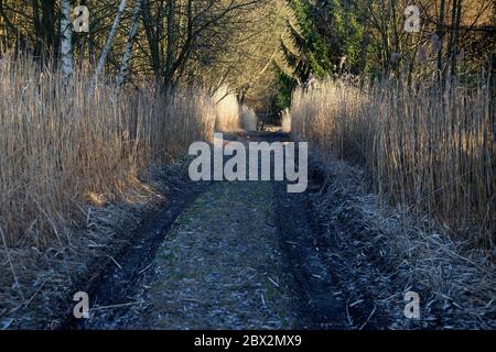 Forest road in the dry swamp during early spring, Slovakia Stock Photo