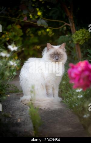 white long haired ragdoll cat Stock Photo