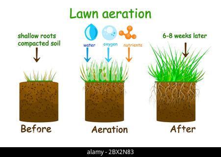 Lawn aeration stage illustration. Before and after aeration infographics. Gardening grass lawn care, landscaping, lawn grass care service. Vector Stock Vector