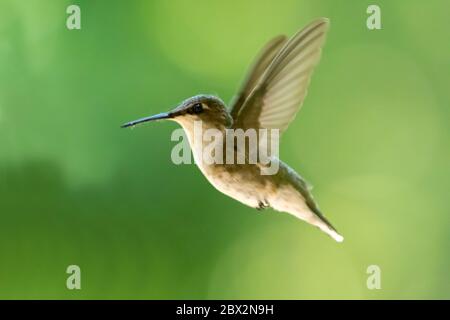 A female Ruby Throated Hummingbird in flight outdoors in London, Ontario, Canada.