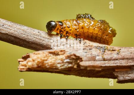 Lily beetle larvae Stock Photo