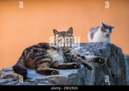 France, Seillans, certified the Most beautiful Villages of France, gutter cats lying on a stone wall Stock Photo
