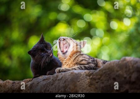 France, Seillans, certified the Most beautiful Villages of France, gutter cats lying on a stone wall Stock Photo