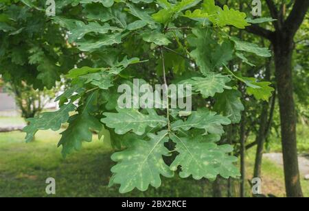 oak tree (scientific name Quercus robur) sapling Stock Photo