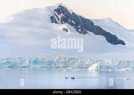 Antarctica, Southern Ocean, Antarctic Peninsula, 2 tail fins of humpback whales (Megaptera novaeangliae) between icebergs and glaciers at sunrise in the Strait of Gerlache Stock Photo