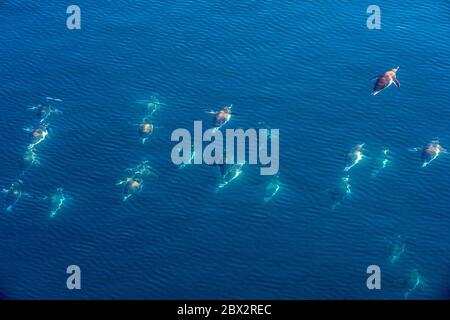 Antarctica, Southern Ocean, Antarctic Peninsula, Graham Land, Paradise Harbor, group of Gentoo Penguins (Pygoscelis papua) porpoising, a surface jumping technique during swimming that allows them to gain speed, by resuming their breathing and by observing more widely the appearance of predators in their navigation environment Stock Photo