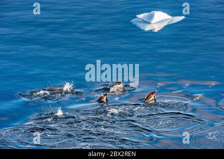 Antarctica, Southern Ocean, Antarctic Peninsula, Graham Land, Paradise Harbor, group of Gentoo Penguins (Pygoscelis papua) porpoising, a surface jumping technique during swimming that allows them to gain speed, by resuming their breathing and by observing more widely the appearance of predators in their navigation environment Stock Photo