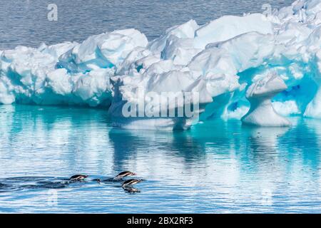 Antarctica, Southern Ocean, Antarctic Peninsula, Graham Land, Paradise Harbor, group of Gentoo Penguins (Pygoscelis papua) porpoising, a surface jumping technique during swimming that allows them to gain speed, by resuming their breathing and by observing more widely the appearance of predators in their navigation environment Stock Photo