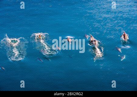 Antarctica, Southern Ocean, Antarctic Peninsula, Graham Land, Paradise Harbor, group of Gentoo Penguins (Pygoscelis papua) porpoising, a surface jumping technique during swimming that allows them to gain speed, by resuming their breathing and by observing more widely the appearance of predators in their navigation environment Stock Photo