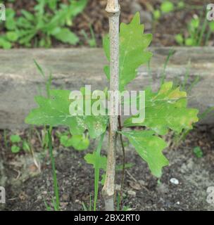 oak tree (scientific name Quercus robur) sapling Stock Photo