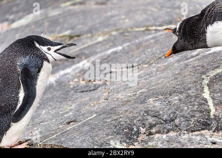 Antarctica, Southern Ocean, Antarctic Peninsula, Graham Land, Booth Island, Port Charcot, Colony of Gentoo Penguins (Pygoscelis papua), a Chinstrap Penguin (Pygoscelis antarcticus) has crept among them Stock Photo