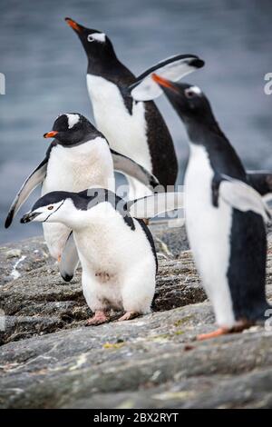 Antarctica, Southern Ocean, Antarctic Peninsula, Graham Land, Booth Island, Port Charcot, Colony of Gentoo Penguins (Pygoscelis papua), a Chinstrap Penguin (Pygoscelis antarcticus) has crept among them Stock Photo