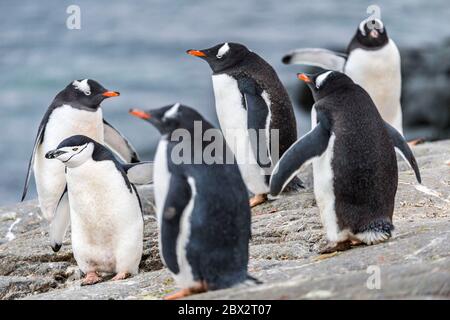 Antarctica, Southern Ocean, Antarctic Peninsula, Graham Land, Booth Island, Port Charcot, Colony of Gentoo Penguins (Pygoscelis papua), a Chinstrap Penguin (Pygoscelis antarcticus) has crept among them Stock Photo