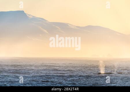 Antarctica, Southern Ocean, navigation between the archipelago of the South Shetland Islands (Deception Island) and the Antarctic Peninsula, humpback whales (Megaptera novaeangliae) in the Bransfield Strait Stock Photo