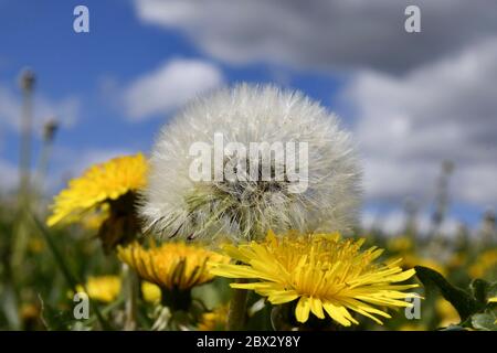 France, Doubs, flora, meadow, dandelions in flowers and seeds Stock Photo