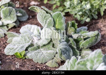 Silvery leaves of silver sage (Salvia argentea) also known as silver salvia or silver clary covered with silky hair Stock Photo