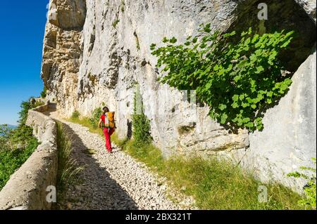 France, Drôme (26), Vercors Regional Nature Park, Rousset-en-Vercors, Montagne de Nève, hiker on a transhumance path bordered by a low stone wall between the Rousset pass (1249m) and the Chironne pass (1416m) Stock Photo