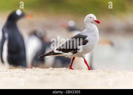 Falkland Islands, West Falkland, Grave Cove, Scoresby's Gull (Leucophaeus scoresbii) wandering among the largest colony of Gentoo or Gentoo Penguins (Pygoscelis papua) in the Falkland Islands, with 4500 pairs Stock Photo