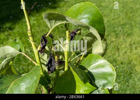 Fire blight disease affected pear leaves. Stock Photo