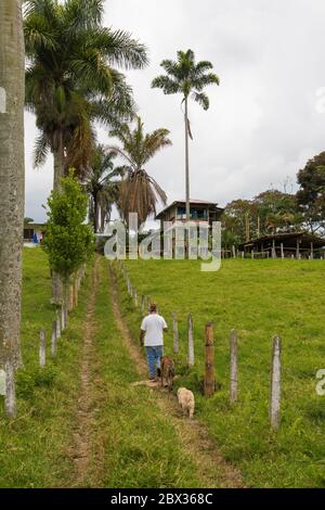 Columbia, Quindio Department, Filandia, cultural landscape of colombia coffee, Finca Tematica La Divisa, ecological farm, the owner Don Javier Stock Photo