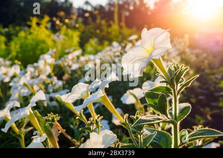 White flowers of petunia on sunlight, selective focus, copy space Stock Photo