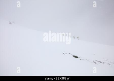 France, Haute Savoie, Chamonix-Mont-Blanc, Massif du Mont Blanc, ski touring in the fog at Le Tour, Charamillon Stock Photo