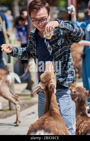 Nara / Japan - May 12, 2018: Tourist feeding deer crackers (Shika-senbei) to deer in Nara park, Nara, Japan Stock Photo