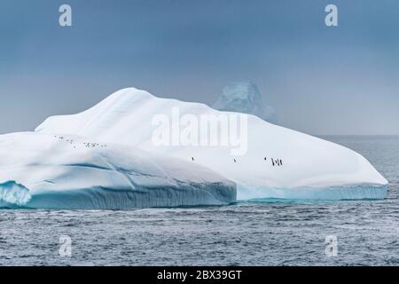 Polar Regions, Antarctica, South Orkney Islands, Southern Ocean, Group of Chinstrap Penguins (Pygoscelis antarcticus) on a drifting iceberg Stock Photo