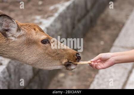 Tourist feeding deer crackers (Shika-senbei) to deer in Nara park, Nara, Japan Stock Photo