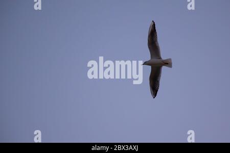 Red-billed Tropic bird is flying which is extremely rare vagrant in Kuwait. Also named as Phaethon Aethereus. Stock Photo