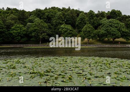 MERTHYR TYDFIL, Wales - 04 JUNE 2020 - Cyfarthfa park lake with large Water lilies and trees in the background. Stock Photo