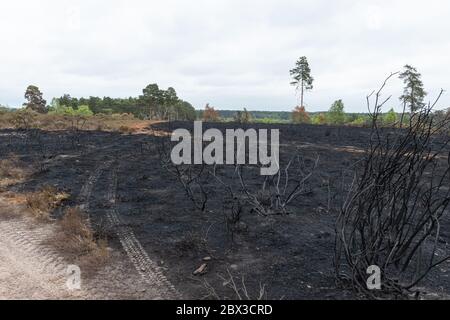 June 4th, 2020. Aftermath of a large wildfire at Thursley Common National Nature Reserve in Surrey, UK. The fire, which started on May 30th, 2020, has devastated about 150 hectares of heathland, an important habitat for many wildlife species, such as rare reptiles and heathland birds. The boardwalk through the wetter areas of the reserve has also been badly damaged. The cause is not established, but could have been due to careless disposal of a cigarette or using a disposable barbecue during a long hot dry spell of weather. Stock Photo