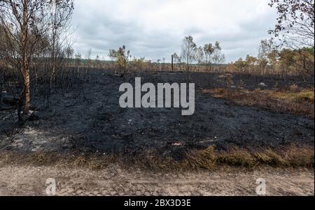 June 4th, 2020. Aftermath of a large wildfire at Thursley Common National Nature Reserve in Surrey, UK. The fire, which started on May 30th, 2020, has devastated about 150 hectares of heathland, an important habitat for many wildlife species, such as rare reptiles and heathland birds. The boardwalk through the wetter areas of the reserve has also been badly damaged. The cause is not established, but could have been due to careless disposal of a cigarette or using a disposable barbecue during a long hot dry spell of weather. Stock Photo