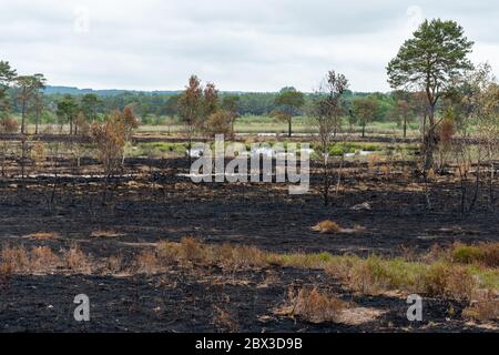 June 4th, 2020. Aftermath of a large wildfire at Thursley Common National Nature Reserve in Surrey, UK. The fire, which started on May 30th, 2020, has devastated about 150 hectares of heathland, an important habitat for many wildlife species, such as rare reptiles and heathland birds. The boardwalk through the wetter areas of the reserve has also been badly damaged. The cause is not established, but could have been due to careless disposal of a cigarette or using a disposable barbecue during a long hot dry spell of weather. Stock Photo
