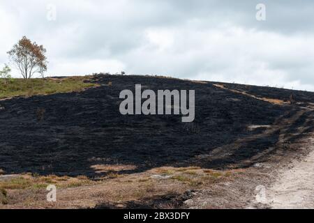 June 4th, 2020. Aftermath of a large wildfire at Thursley Common National Nature Reserve in Surrey, UK. The fire, which started on May 30th, 2020, has devastated about 150 hectares of heathland, an important habitat for many wildlife species, such as rare reptiles and heathland birds. The boardwalk through the wetter areas of the reserve has also been badly damaged. The cause is not established, but could have been due to careless disposal of a cigarette or using a disposable barbecue during a long hot dry spell of weather. Stock Photo