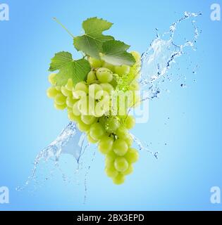 green grapes in water splash on a blue background. Stock Photo