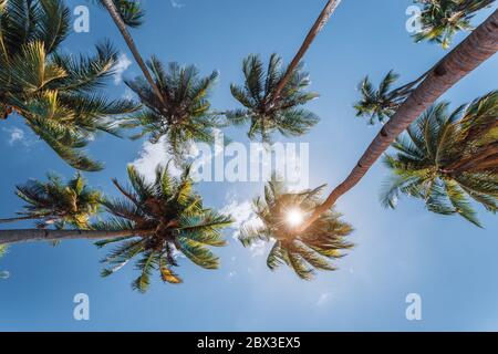 blue sky and top of palm-trees with sunlight, background Stock Photo