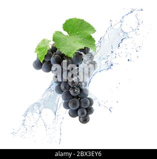 purple grapes in water splash isolated on a white background. Stock Photo