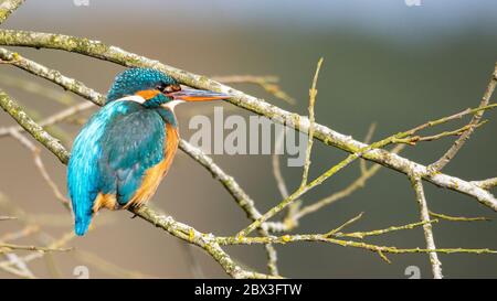 Female Kingfisher perched on a branch in Suffolk England Stock Photo