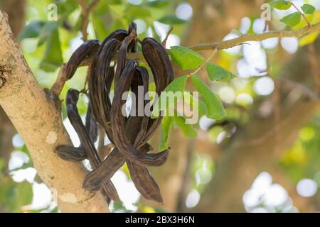 Carob tree (Ceratonia siliqua) fruits, hanging from a branch. Stock Photo