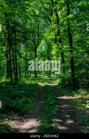 Hiking Trail Through Sunlit Deciduous Forest In Austria Stock Photo
