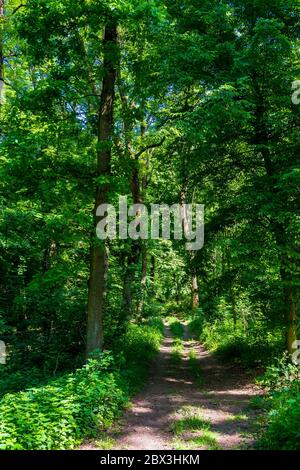 Hiking Trail Through Sunlit Deciduous Forest In Austria Stock Photo