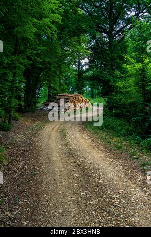 Abandoned Gravel Road Through Deciduous Forest In Austria Stock Photo