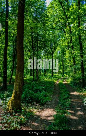 Hiking Trail Through Sunlit Deciduous Forest In Austria Stock Photo