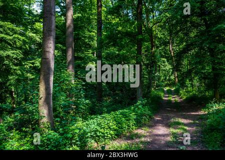 Hiking Trail Through Sunlit Deciduous Forest In Austria Stock Photo